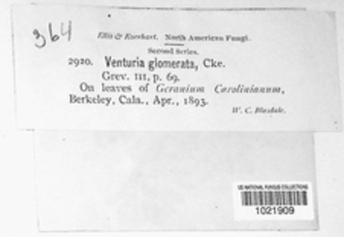 Coleroa circinans image